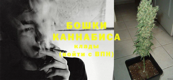 индика Ельня