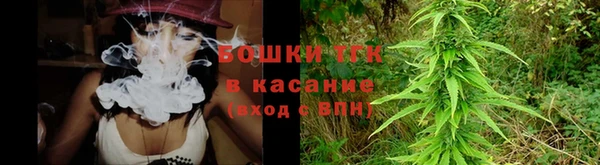 индика Ельня